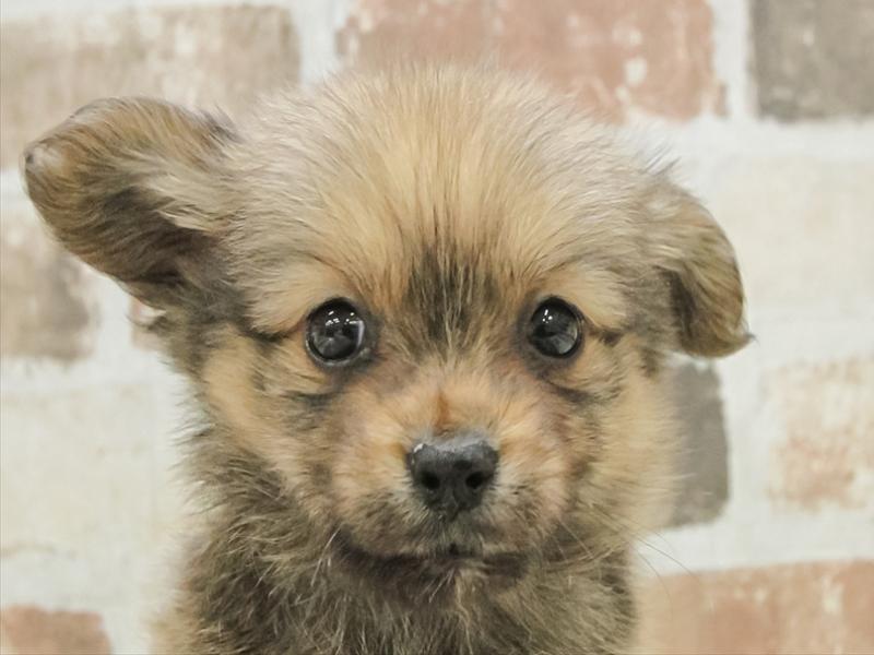 愛知県のポメックス(ポメラニアン×ダックス) (ワンラブ名古屋守山インター総本店/2026年1月25日生まれ/女の子/フォーン)の子犬の1枚目の画像