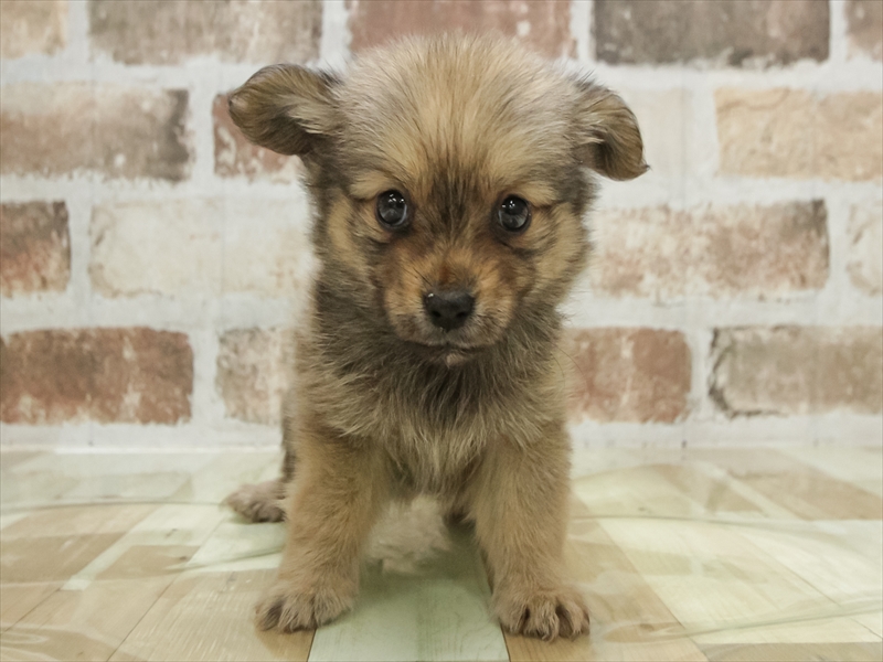 愛知県のポメックス(ポメラニアン×ダックス) (ワンラブ名古屋守山インター総本店/2026年1月25日生まれ/女の子/フォーン)の子犬の3枚目の画像