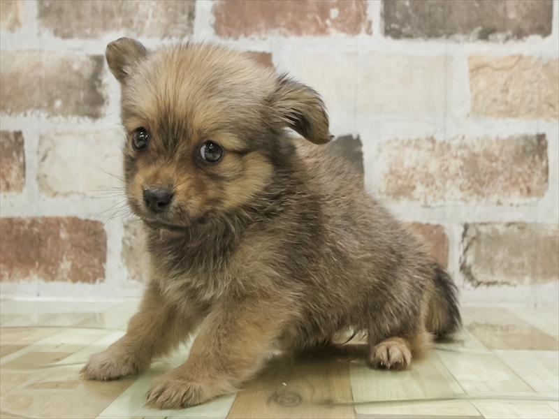 愛知県のポメックス(ポメラニアン×ダックス) (ワンラブ名古屋守山インター総本店/2026年1月25日生まれ/女の子/フォーン)の子犬の2枚目の画像