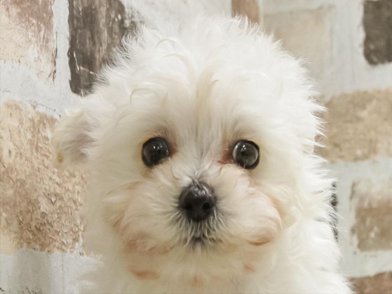 愛知県のチワプー/プーチー(チワワ×プードル) (ワンラブ名古屋守山インター総本店/2026年1月22日生まれ/男の子/クリーム)の子犬の1枚目の画像