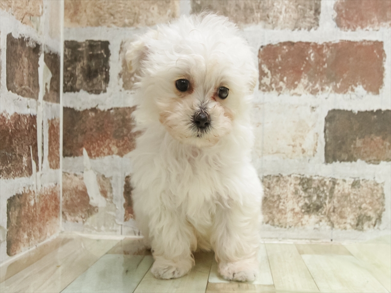 愛知県のチワプー/プーチー(チワワ×プードル) (ワンラブ名古屋守山インター総本店/2026年1月22日生まれ/男の子/クリーム)の子犬の3枚目の画像