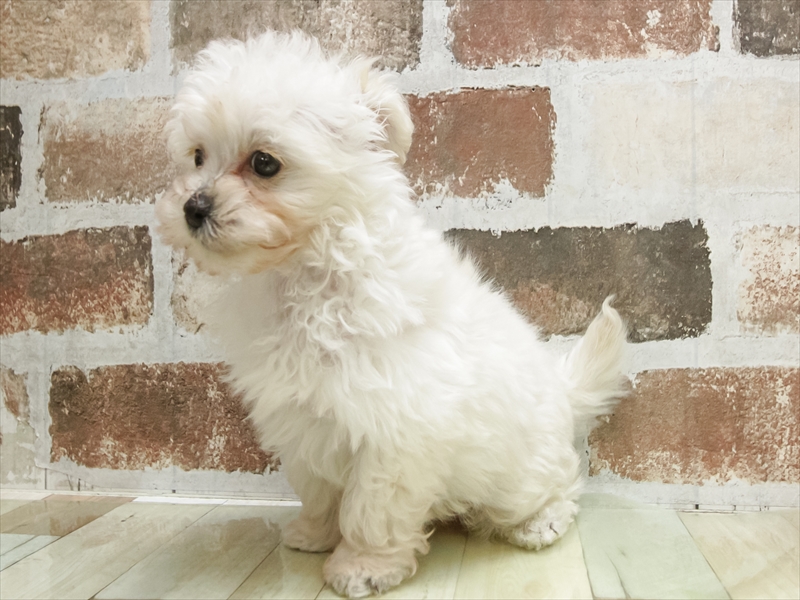 愛知県のチワプー/プーチー(チワワ×プードル) (ワンラブ名古屋守山インター総本店/2026年1月22日生まれ/男の子/クリーム)の子犬の2枚目の画像