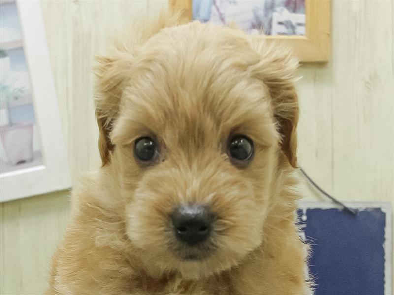 愛知県のポメプー(ポメラニアン×プードル) (ワンラブ名古屋守山インター総本店/2026年1月25日生まれ/女の子/アプリコット)の子犬の1枚目の画像