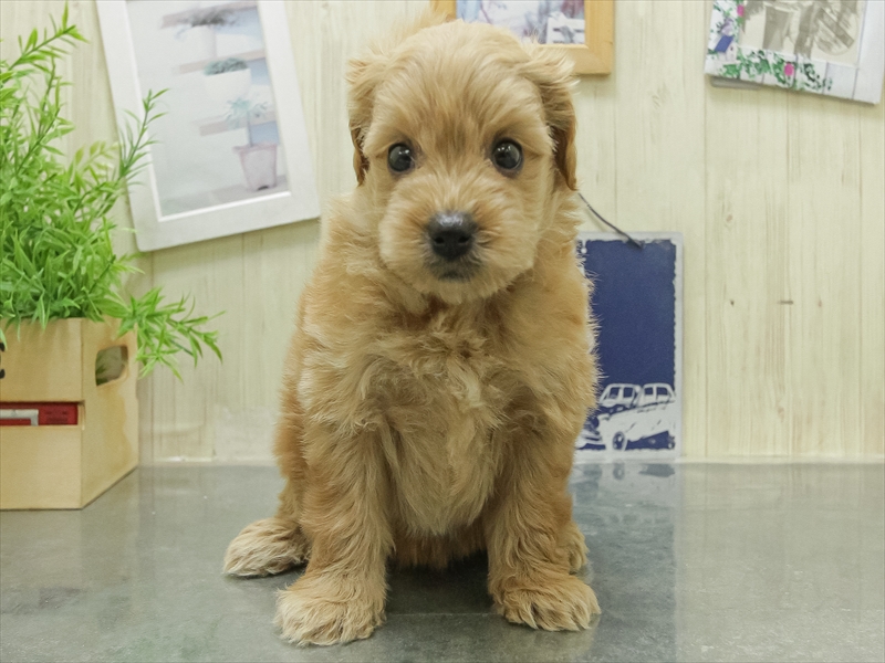 愛知県のポメプー(ポメラニアン×プードル) (ワンラブ名古屋守山インター総本店/2026年1月25日生まれ/女の子/アプリコット)の子犬の3枚目の画像