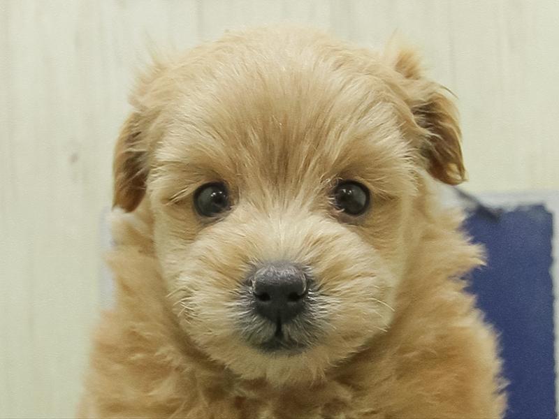 愛知県のポメプー(ポメラニアン×プードル) (ワンラブ名古屋守山インター総本店/2026年1月25日生まれ/男の子/アプリコット)の子犬の1枚目の画像