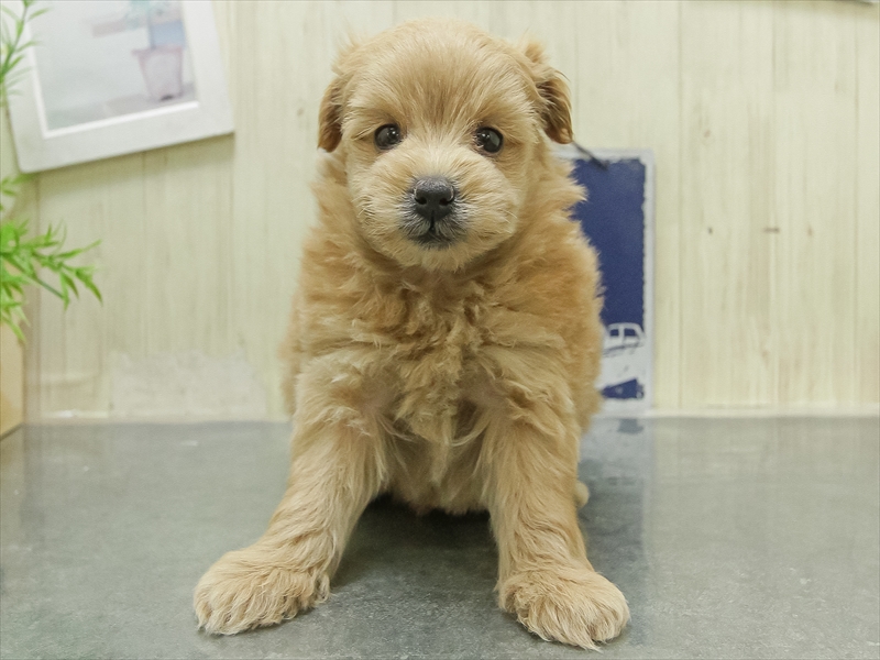 愛知県のポメプー(ポメラニアン×プードル) (ワンラブ名古屋守山インター総本店/2026年1月25日生まれ/男の子/アプリコット)の子犬の3枚目の画像