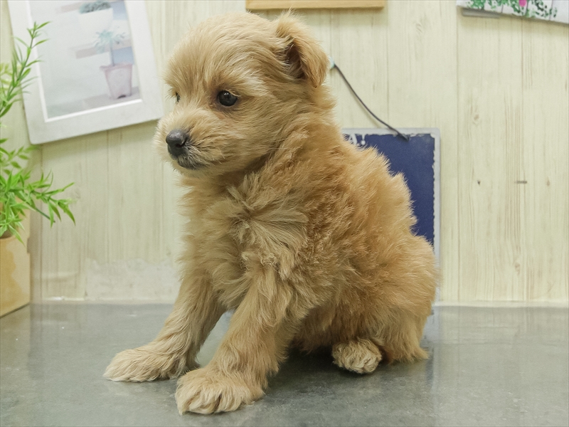 愛知県のポメプー(ポメラニアン×プードル) (ワンラブ名古屋守山インター総本店/2026年1月25日生まれ/男の子/アプリコット)の子犬の2枚目の画像