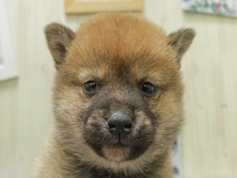 愛知県の豆柴 (ワンラブ名古屋守山インター総本店/2026年1月23日生まれ/女の子/赤)の子犬の1枚目の画像