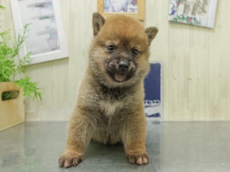愛知県の豆柴 (ワンラブ名古屋守山インター総本店/2026年1月23日生まれ/女の子/赤)の子犬の3枚目の画像