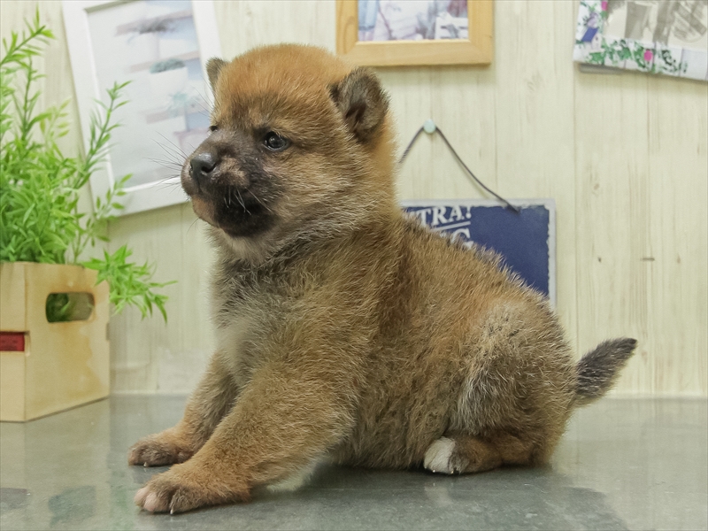 愛知県の豆柴 (ワンラブ名古屋守山インター総本店/2026年1月23日生まれ/女の子/赤)の子犬の2枚目の画像