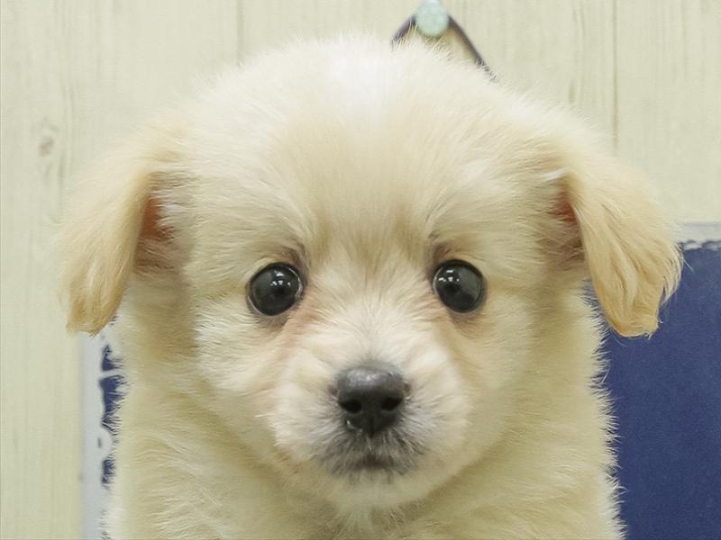 愛知県のポメックス(ポメラニアン×ダックス) (ワンラブ名古屋守山インター総本店/2026年1月23日生まれ/女の子/クリーム)の子犬の1枚目の画像