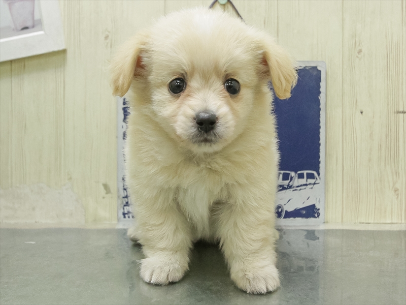 愛知県のポメックス(ポメラニアン×ダックス) (ワンラブ名古屋守山インター総本店/2026年1月23日生まれ/女の子/クリーム)の子犬の3枚目の画像
