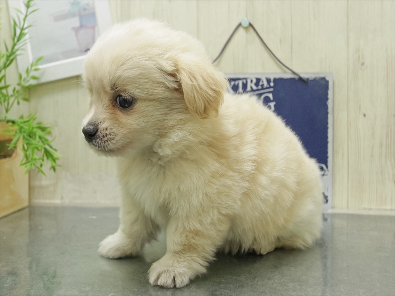 愛知県のポメックス(ポメラニアン×ダックス) (ワンラブ名古屋守山インター総本店/2026年1月23日生まれ/女の子/クリーム)の子犬の2枚目の画像