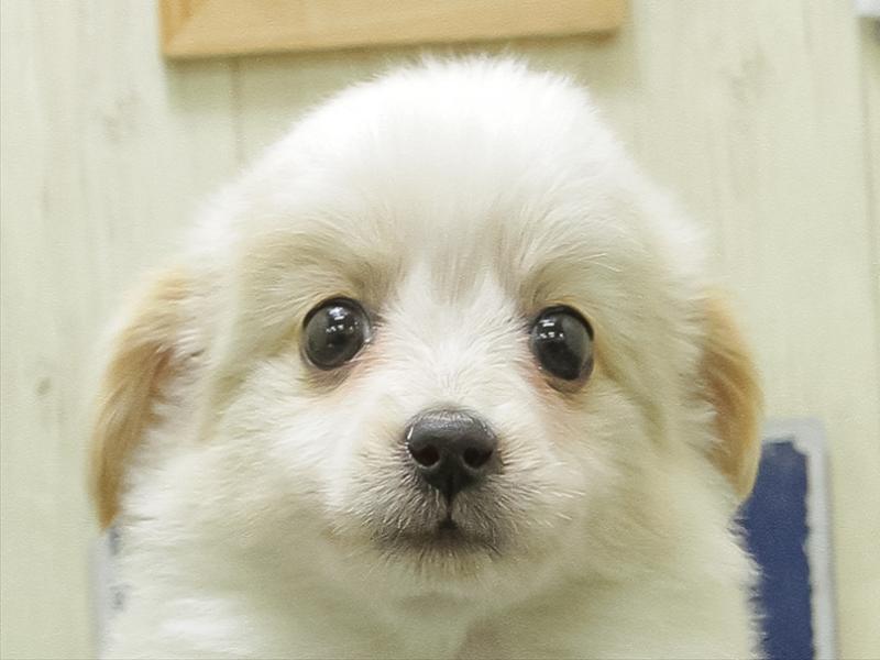愛知県のポメックス(ポメラニアン×ダックス) (ワンラブ名古屋守山インター総本店/2026年1月23日生まれ/女の子/クリーム)の子犬の1枚目の画像