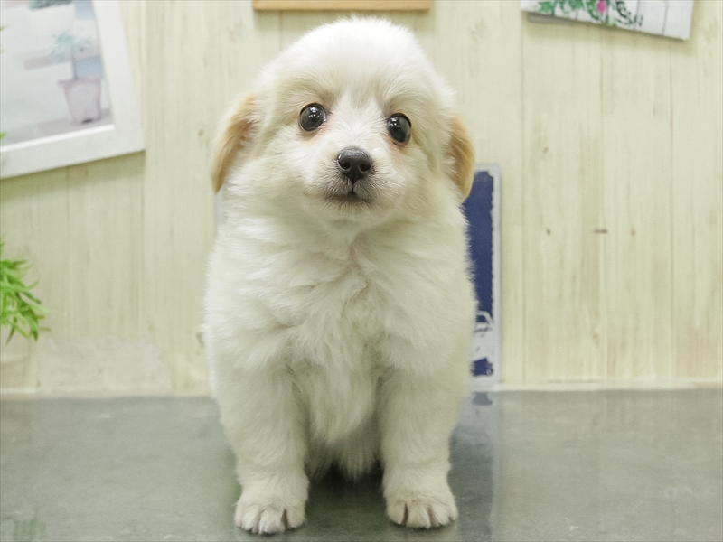 愛知県のポメックス(ポメラニアン×ダックス) (ワンラブ名古屋守山インター総本店/2026年1月23日生まれ/女の子/クリーム)の子犬の3枚目の画像