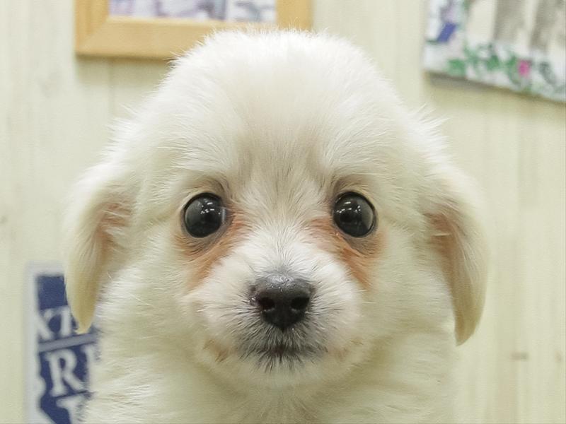 愛知県のポメックス(ポメラニアン×ダックス) (ワンラブ名古屋守山インター総本店/2026年1月23日生まれ/女の子/クリーム)の子犬の1枚目の画像
