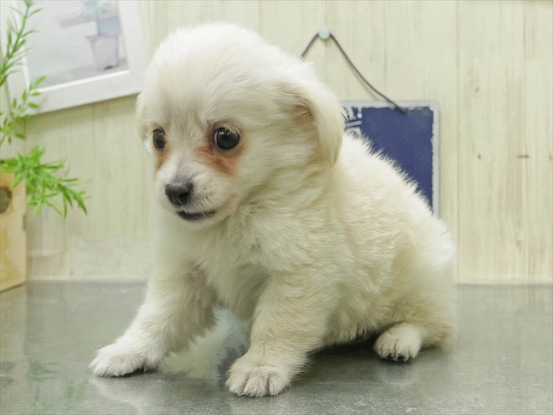 愛知県のポメックス(ポメラニアン×ダックス) (ワンラブ名古屋守山インター総本店/2026年1月23日生まれ/女の子/クリーム)の子犬の2枚目の画像