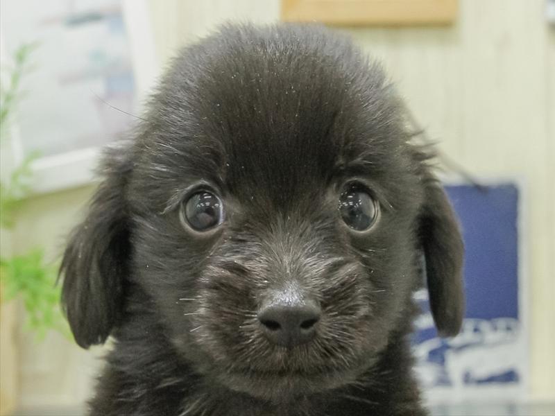 愛知県のポメックス(ポメラニアン×ダックス) (ワンラブ名古屋守山インター総本店/2026年1月24日生まれ/男の子/ブラック)の子犬の1枚目の画像