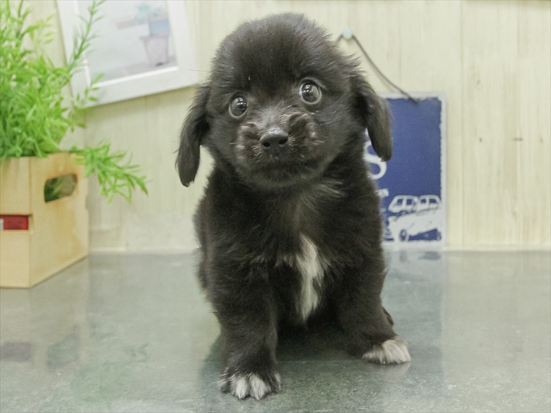 愛知県のポメックス(ポメラニアン×ダックス) (ワンラブ名古屋守山インター総本店/2026年1月24日生まれ/男の子/ブラック)の子犬の3枚目の画像