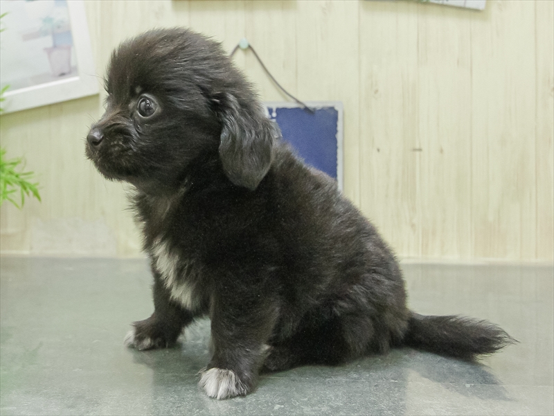 愛知県のポメックス(ポメラニアン×ダックス) (ワンラブ名古屋守山インター総本店/2026年1月24日生まれ/男の子/ブラック)の子犬の2枚目の画像
