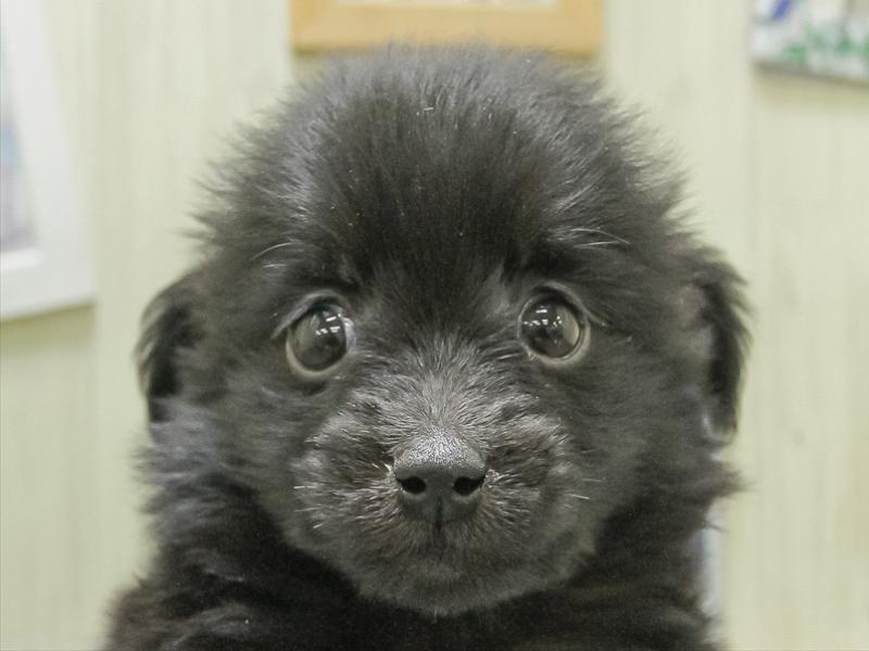 愛知県のポメックス(ポメラニアン×ダックス) (ワンラブ名古屋守山インター総本店/2026年1月24日生まれ/男の子/ブラック)の子犬の1枚目の画像