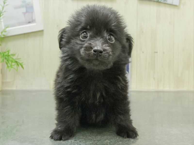 愛知県のポメックス(ポメラニアン×ダックス) (ワンラブ名古屋守山インター総本店/2026年1月24日生まれ/男の子/ブラック)の子犬の3枚目の画像