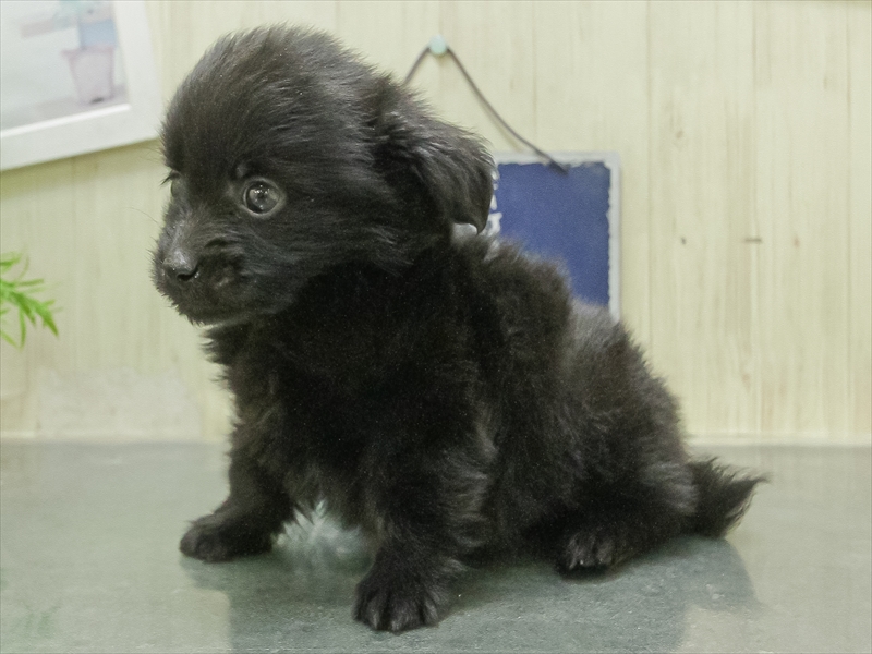 愛知県のポメックス(ポメラニアン×ダックス) (ワンラブ名古屋守山インター総本店/2026年1月24日生まれ/男の子/ブラック)の子犬の2枚目の画像