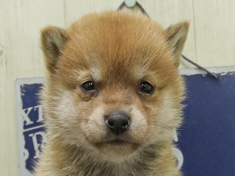 愛知県の豆柴 (ワンラブ名古屋守山インター総本店/2026年1月23日生まれ/女の子/赤)の子犬の1枚目の画像