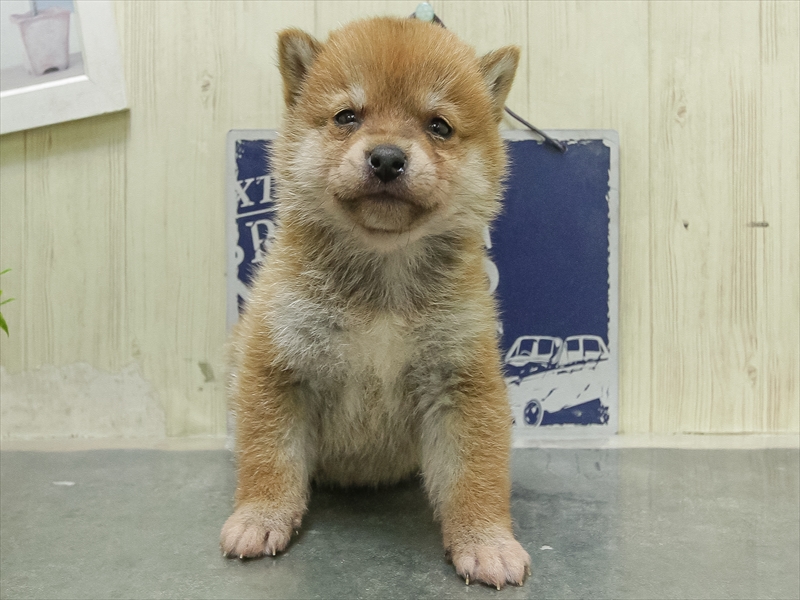 愛知県の豆柴 (ワンラブ名古屋守山インター総本店/2026年1月23日生まれ/女の子/赤)の子犬の3枚目の画像