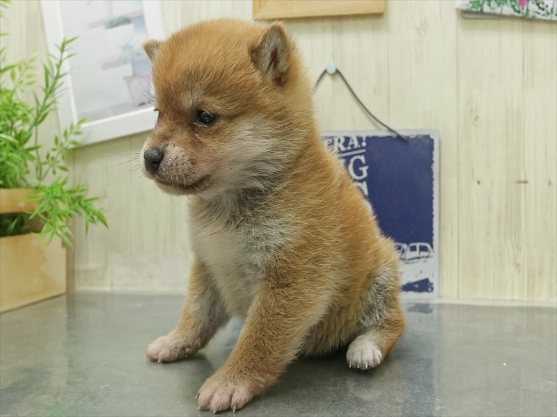 愛知県の豆柴 (ワンラブ名古屋守山インター総本店/2026年1月23日生まれ/女の子/赤)の子犬の2枚目の画像