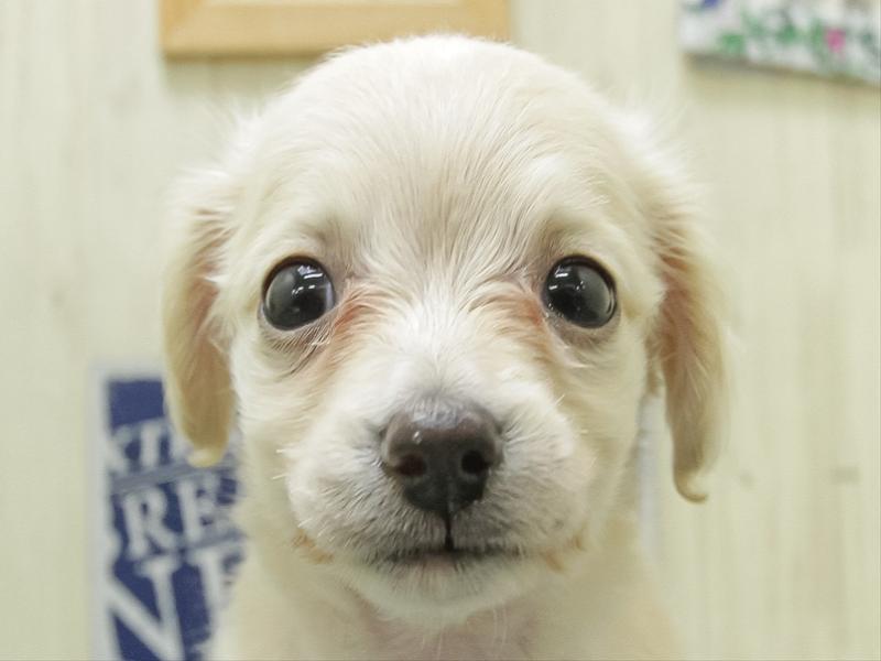 愛知県のチワックス(チワワ×ダックス) (ワンラブ名古屋守山インター総本店/2026年1月25日生まれ/男の子/クリーム)の子犬の1枚目の画像