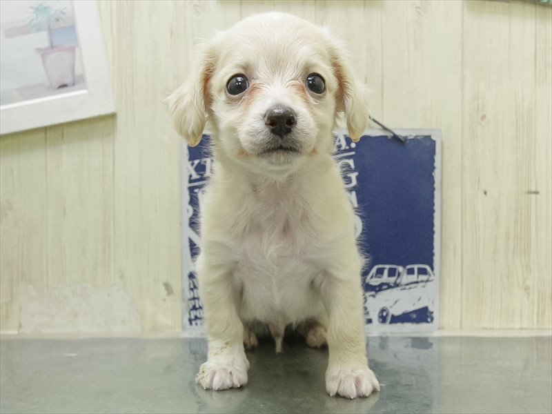 愛知県のチワックス(チワワ×ダックス) (ワンラブ名古屋守山インター総本店/2026年1月25日生まれ/男の子/クリーム)の子犬の3枚目の画像