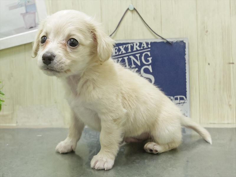 愛知県のチワックス(チワワ×ダックス) (ワンラブ名古屋守山インター総本店/2026年1月25日生まれ/男の子/クリーム)の子犬の2枚目の画像