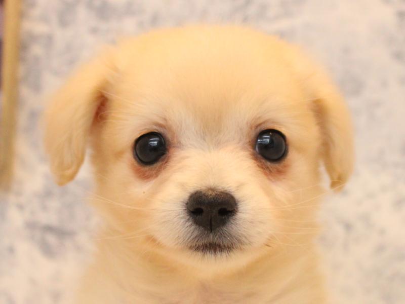 神奈川県のポメックス(ポメラニアン×ダックス) (ワンラブTHE OUTLETS  湘南平塚店/2026年1月24日生まれ/女の子/クリーム)の子犬の1枚目の画像