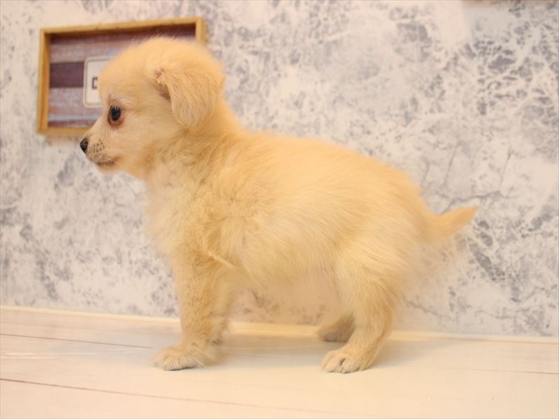 神奈川県のポメックス(ポメラニアン×ダックス) (ワンラブTHE OUTLETS  湘南平塚店/2026年1月24日生まれ/女の子/クリーム)の子犬の3枚目の画像