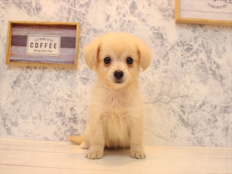 神奈川県のポメックス(ポメラニアン×ダックス) (ワンラブTHE OUTLETS  湘南平塚店/2026年1月24日生まれ/女の子/クリーム)の子犬の2枚目の画像