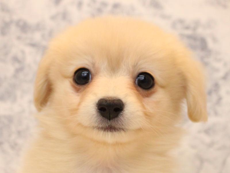 神奈川県のポメックス(ポメラニアン×ダックス) (ワンラブフレスポ小田原シティーモール店/2026年1月24日生まれ/女の子/クリーム)の子犬の1枚目の画像