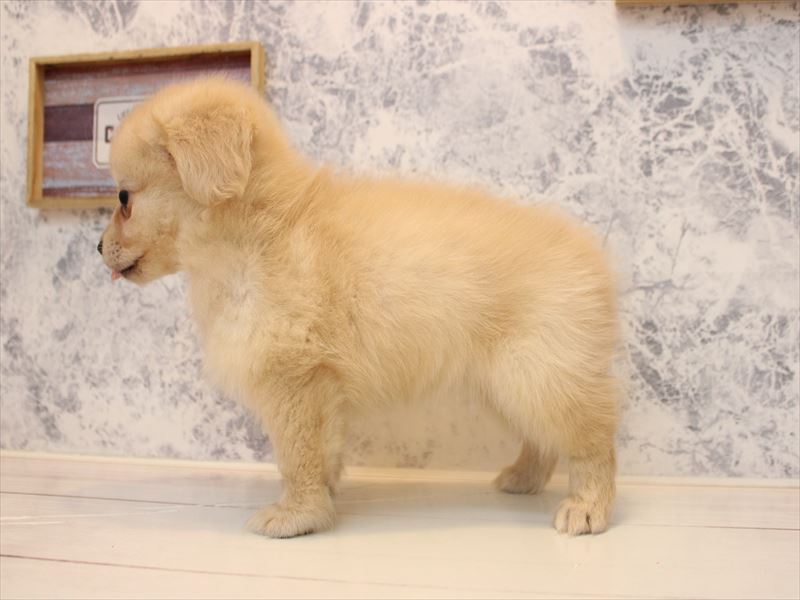 神奈川県のポメックス(ポメラニアン×ダックス) (ワンラブフレスポ小田原シティーモール店/2026年1月24日生まれ/女の子/クリーム)の子犬の3枚目の画像