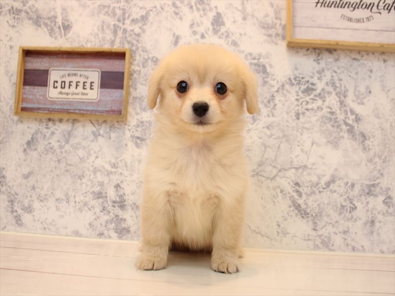 神奈川県のポメックス(ポメラニアン×ダックス) (ワンラブフレスポ小田原シティーモール店/2026年1月24日生まれ/女の子/クリーム)の子犬の2枚目の画像