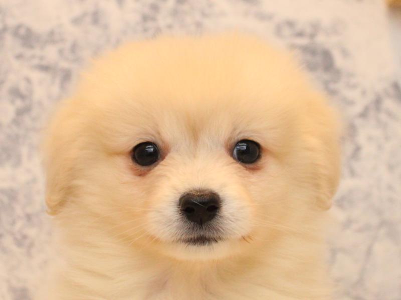 埼玉県のポメックス(ポメラニアン×ダックス) (ワンラブ埼玉寄居店/2026年1月24日生まれ/男の子/クリーム)の子犬の1枚目の画像