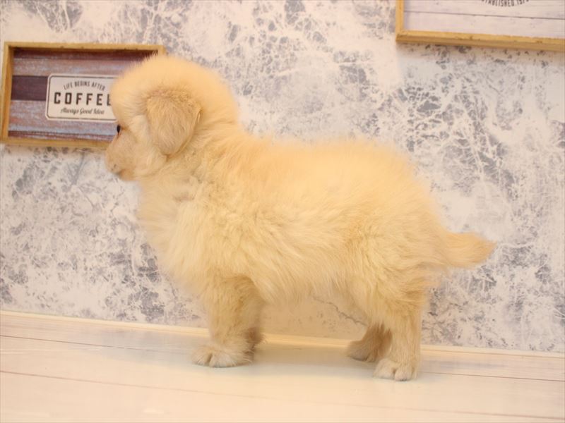 埼玉県のポメックス(ポメラニアン×ダックス) (ワンラブ埼玉寄居店/2026年1月24日生まれ/男の子/クリーム)の子犬の3枚目の画像