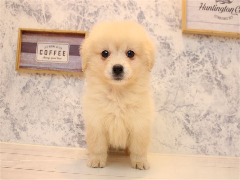 埼玉県のポメックス(ポメラニアン×ダックス) (ワンラブ埼玉寄居店/2026年1月24日生まれ/男の子/クリーム)の子犬の2枚目の画像