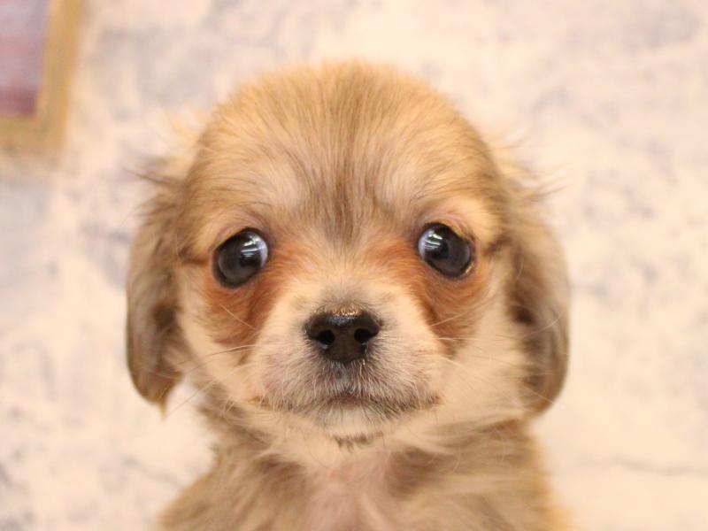 東京都のチワックス(チワワ×ダックス) (ワンラブららぽーと立川立飛店/2026年1月23日生まれ/男の子/シェーデットイエロー)の子犬の1枚目の画像