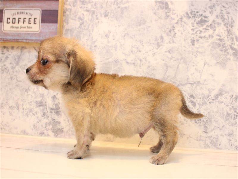東京都のチワックス(チワワ×ダックス) (ワンラブららぽーと立川立飛店/2026年1月23日生まれ/男の子/シェーデットイエロー)の子犬の3枚目の画像