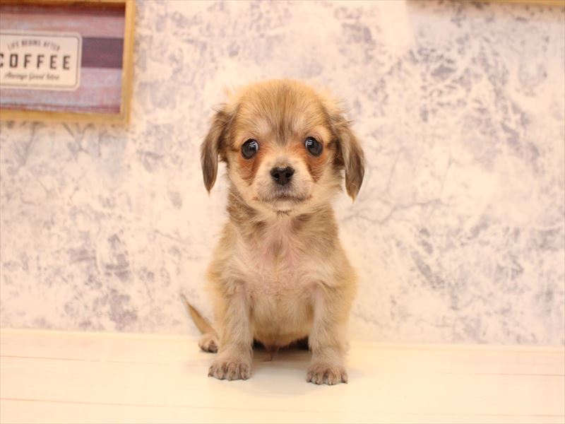 東京都のチワックス(チワワ×ダックス) (ワンラブららぽーと立川立飛店/2026年1月23日生まれ/男の子/シェーデットイエロー)の子犬の2枚目の画像