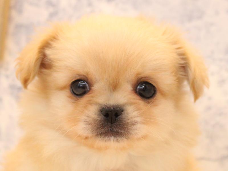 埼玉県のチワペキ/ペキチー/ペキチワ(チワワ×ペキニーズ) (ワンラブアリオ鷲宮店/2026年1月26日生まれ/男の子/クリーム)の子犬の1枚目の画像