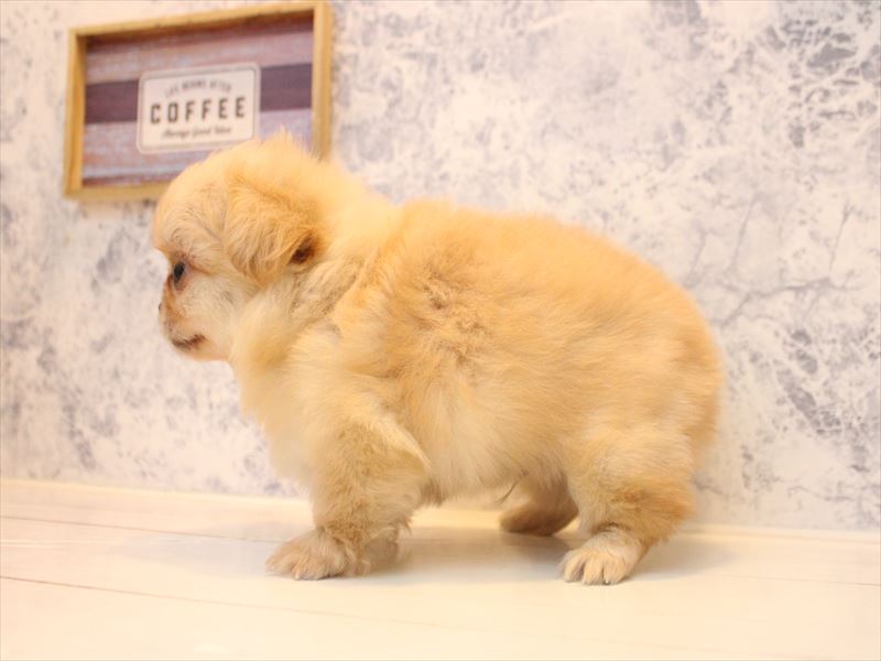 埼玉県のチワペキ/ペキチー/ペキチワ(チワワ×ペキニーズ) (ワンラブアリオ鷲宮店/2026年1月26日生まれ/男の子/クリーム)の子犬の3枚目の画像