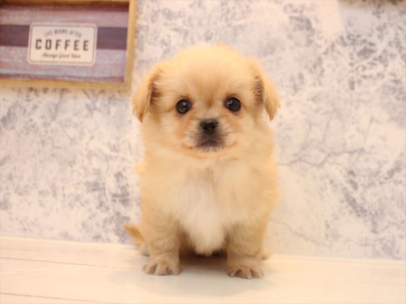 埼玉県のチワペキ/ペキチー/ペキチワ(チワワ×ペキニーズ) (ワンラブアリオ鷲宮店/2026年1月26日生まれ/男の子/クリーム)の子犬の2枚目の画像