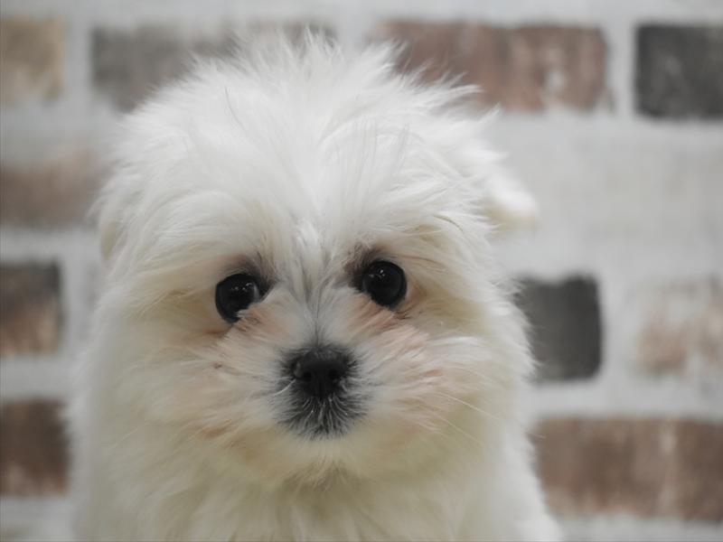 愛知県のポメマル/マルポメ(ポメラニアン×マルチーズ) (ワンラブ名古屋守山インター総本店/2026年1月24日生まれ/女の子/クリーム)の子犬の1枚目の画像