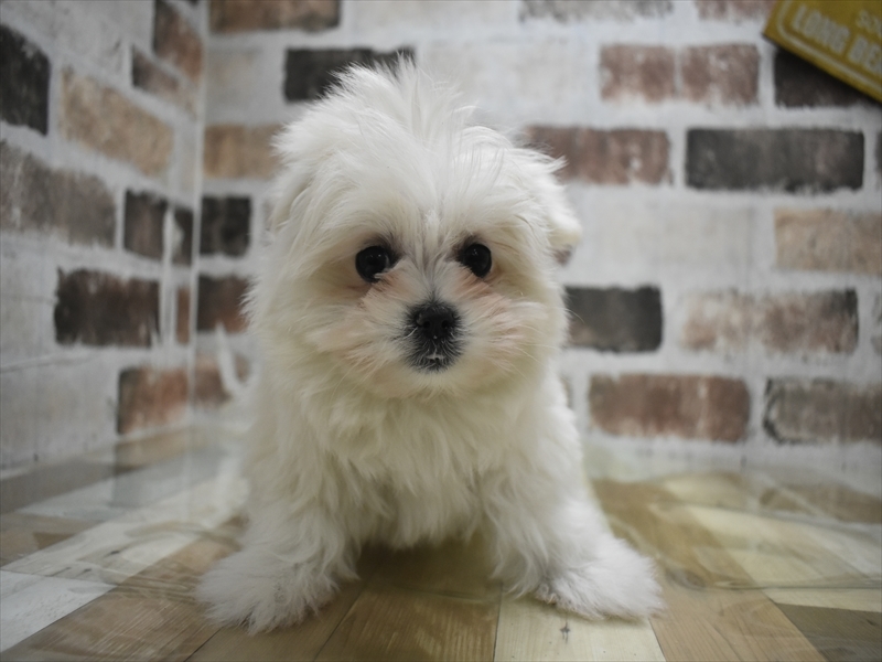 愛知県のポメマル/マルポメ(ポメラニアン×マルチーズ) (ワンラブ名古屋守山インター総本店/2026年1月24日生まれ/女の子/クリーム)の子犬の2枚目の画像